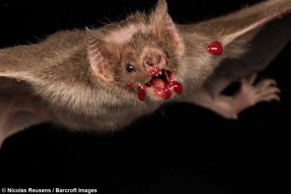 41. Vampire bats are 100% real & do in fact live on blood.