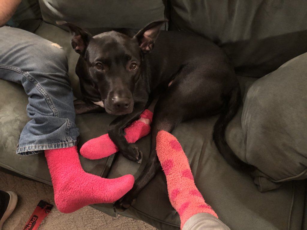 crowned_warrior's tweet image. The humans have joined the #pinksock crew to make me feel better. It’s working a little 🐾👅