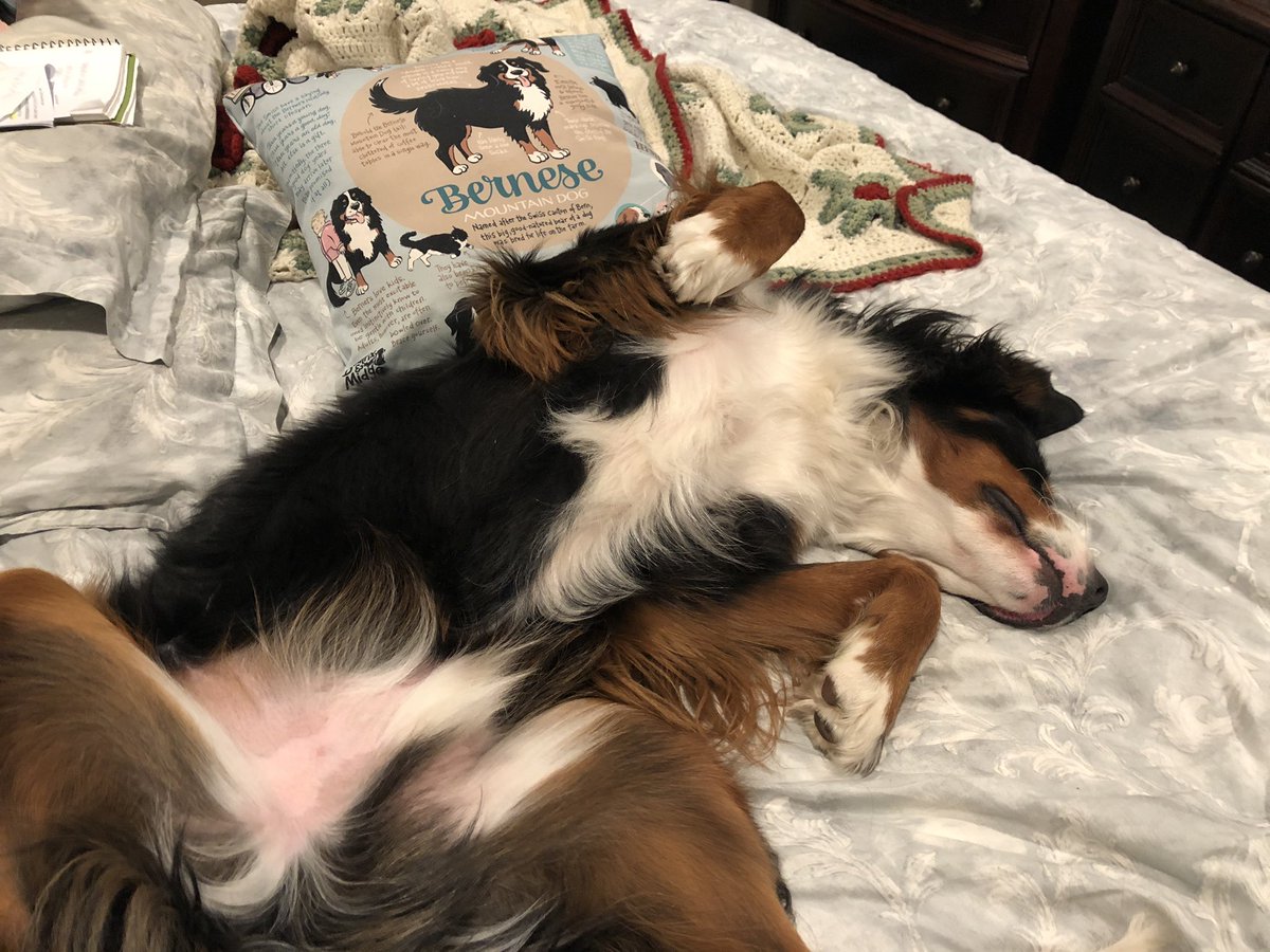 SullyandZeusBMD's tweet image. Zeus has the #goodlife. Belly rubs in bed!!  #bernesemountaindog #spoileddoggo