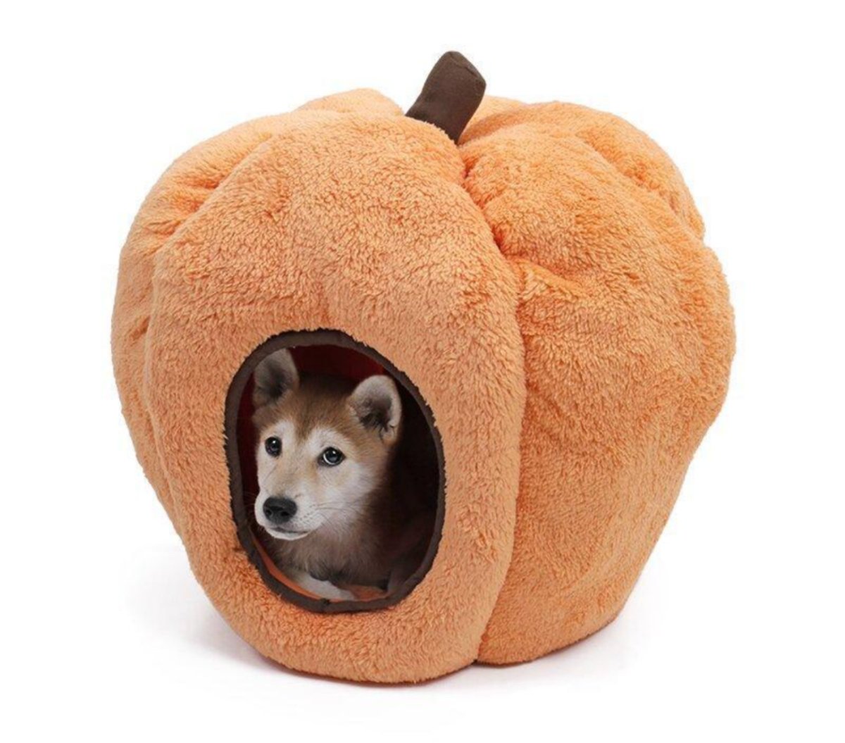Little pumpkin house for a little pumpkin bitch