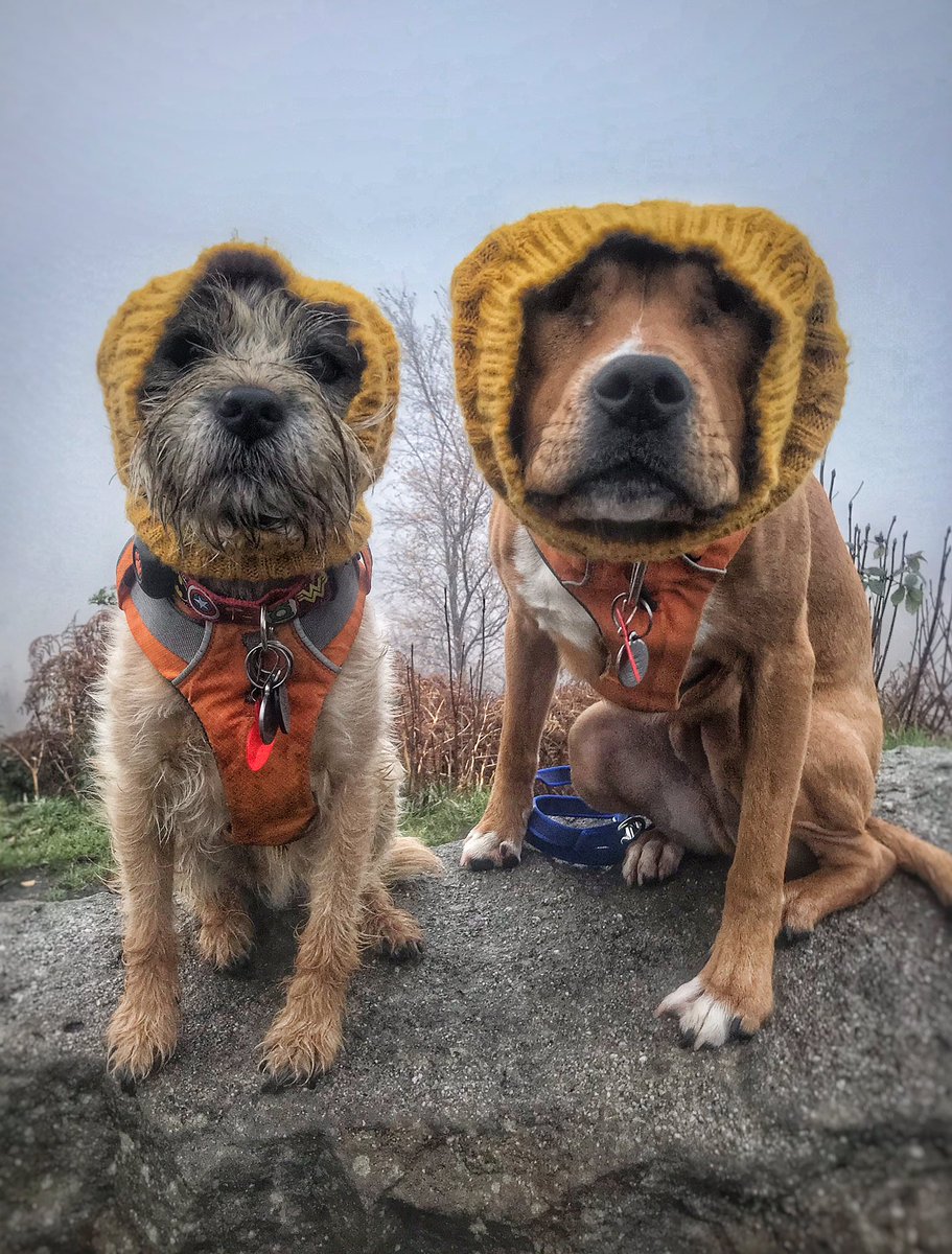 the_wonderdogs's tweet photo. Best dressed Adventure Pups ๐ the coolest dudes in Snoods ๐ #snoodlesofstyle #tobythewonderdog #amosthegreat #pitpat #pitpatpack #ellerybow #adventurepups @ElleryBow https://t.co/ljLlgdQj1c