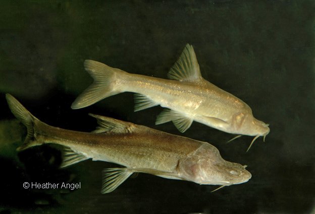 A specialised cave fauna has evolved in Chinese cave systems, living & breeding in perpetual darkness. Blind fish (Sinocyclocheilus) now lack functional eyes, use well developed barbels to feel their way along the bottom in Jiuxiang Cave, Yunnan #China #Chinawildlife