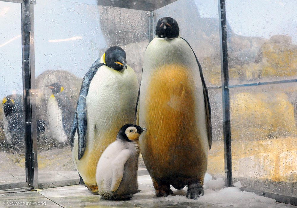 エンペラーペンギンの赤ちゃん(10月3日生まれ)が本日50日齢を迎えまし