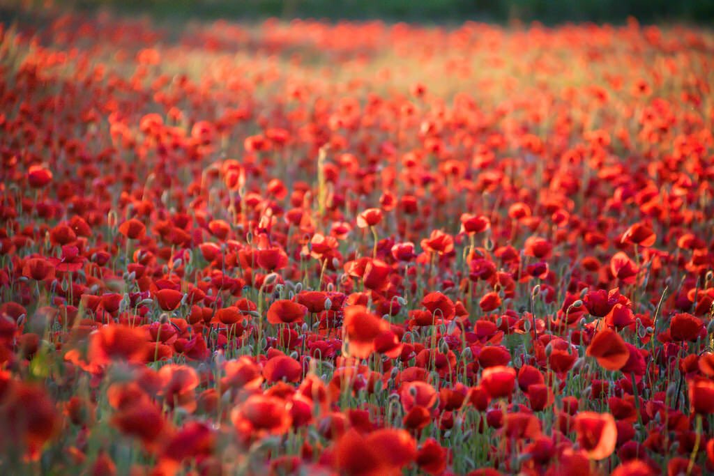 We are running #WW1 music & poetry days for primary & secondary schools. Today we are @StGeorgesPriGY #Norfolk - composing, singing & listening to #TheGreatWarSymphony by @patrickhawes our composer in residence! For info contact: info@into-opera.org.uk #ww1centenary #arts @NMHub