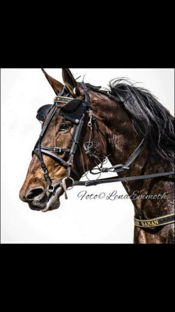 patriciagordin's tweet photo. Let Us pray tigether🙏🏻 #Ultraljud #SeanBanan #Monte #Travsport 🐎 https://t.co/9XNiXwNEDv