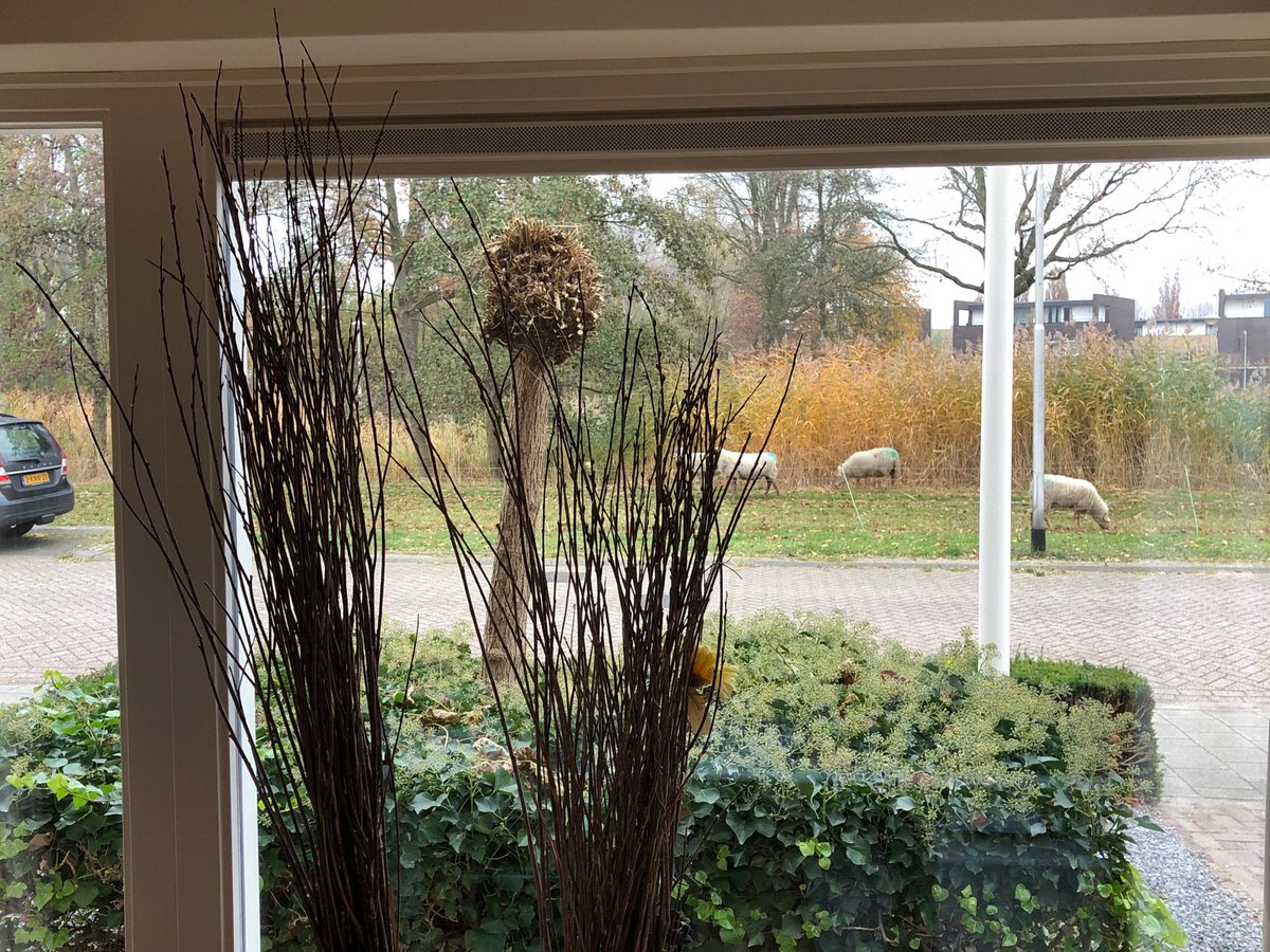 Nieuw uitzicht vanuit mijn kantoor “schapen”. Ziet er leuk uit!