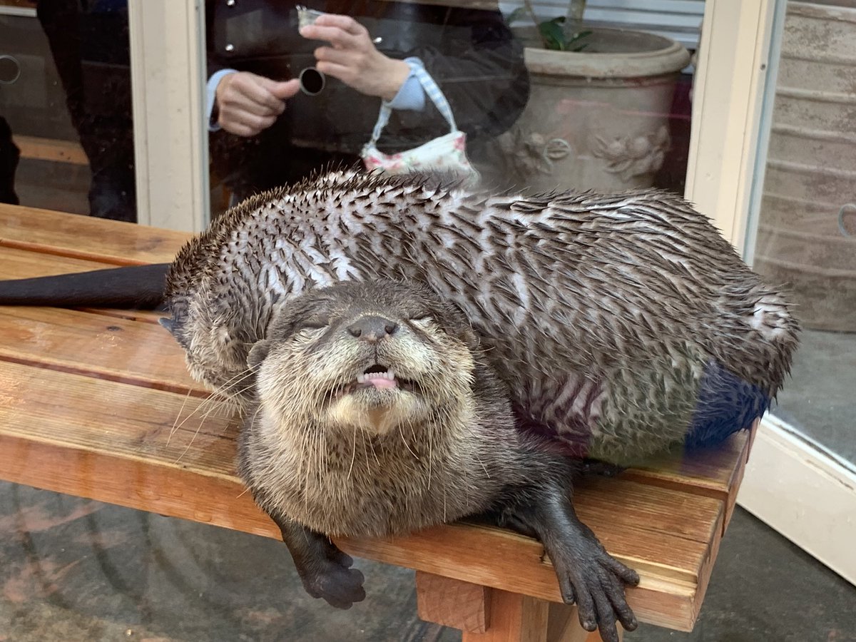 ট ইট র カワウソカフェ Harry原宿テラス店 みく姉重いよぉ 甘えん坊のカワウソちゃん達です カワウソ カワウソカフェ Otter 原宿 観光 ペットショップ