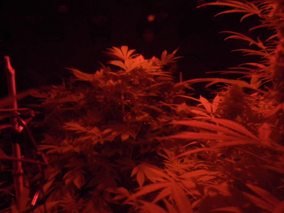 greenfusionled's tweet photo. @greenfusionled #supplementallights each do a job👨🏼🔬Our #quickfinish #light helps plants move to #sleepcycle faster thus decreasing the total #floweringtime👩🏽🌾#cannabisgrow #marijuana #ledgrowlights #growlight #LED #grow #ledgrown #builttolast #MADEinUSA @CannabisNews @james_bong13 https://t.co/bXbTq9ZDyq