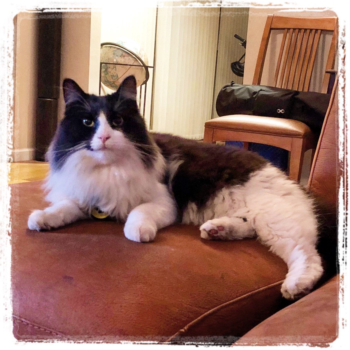 mavericktux's tweet photo. I may look sweet now, but 10 minutes ago I tripped Meowmy when the doorbell rang 😼
#deviouscat #tuxedocat #acatslife #mygreatcat #bestmeow #catsofinstagram https://t.co/6XS019bCl8