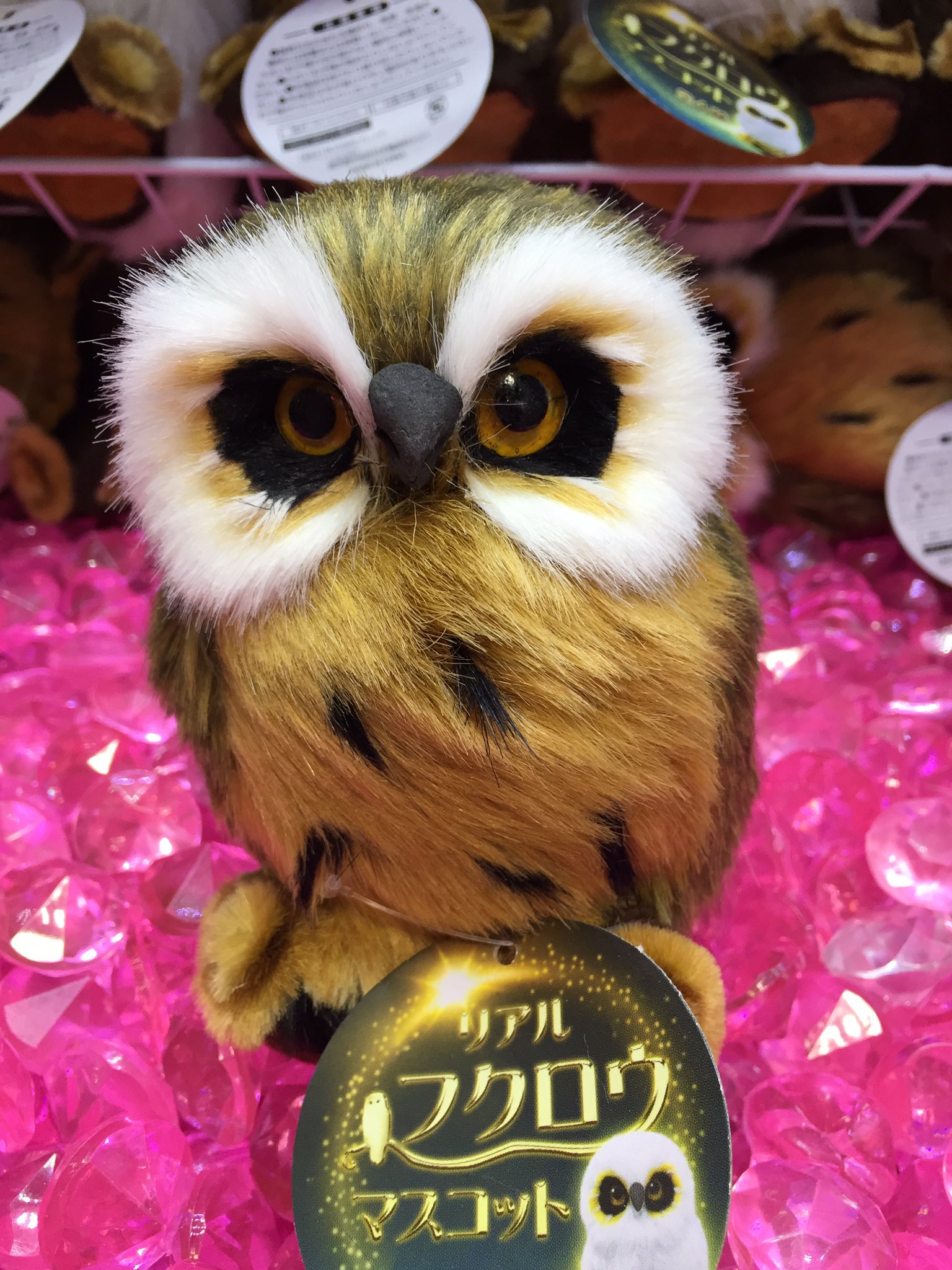 タイステ海老名ビナウォーク店 周年 プライズ 新景品 リアルフクロウマスコットが登場しました リアル でかわいいフクロウやミミズクたち全部で4種類ございます 是非お気に入りの子をゲットされてみてはいかがでしょうか フクロウ ミミズク