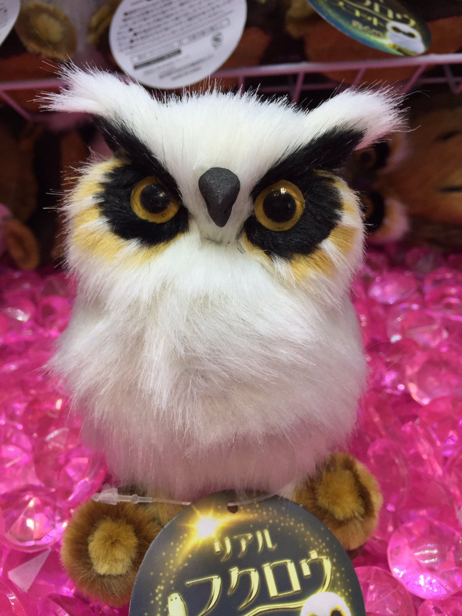 タイステ海老名ビナウォーク店 周年 プライズ 新景品 リアルフクロウマスコットが登場しました リアル でかわいいフクロウやミミズクたち全部で4種類ございます 是非お気に入りの子をゲットされてみてはいかがでしょうか フクロウ ミミズク