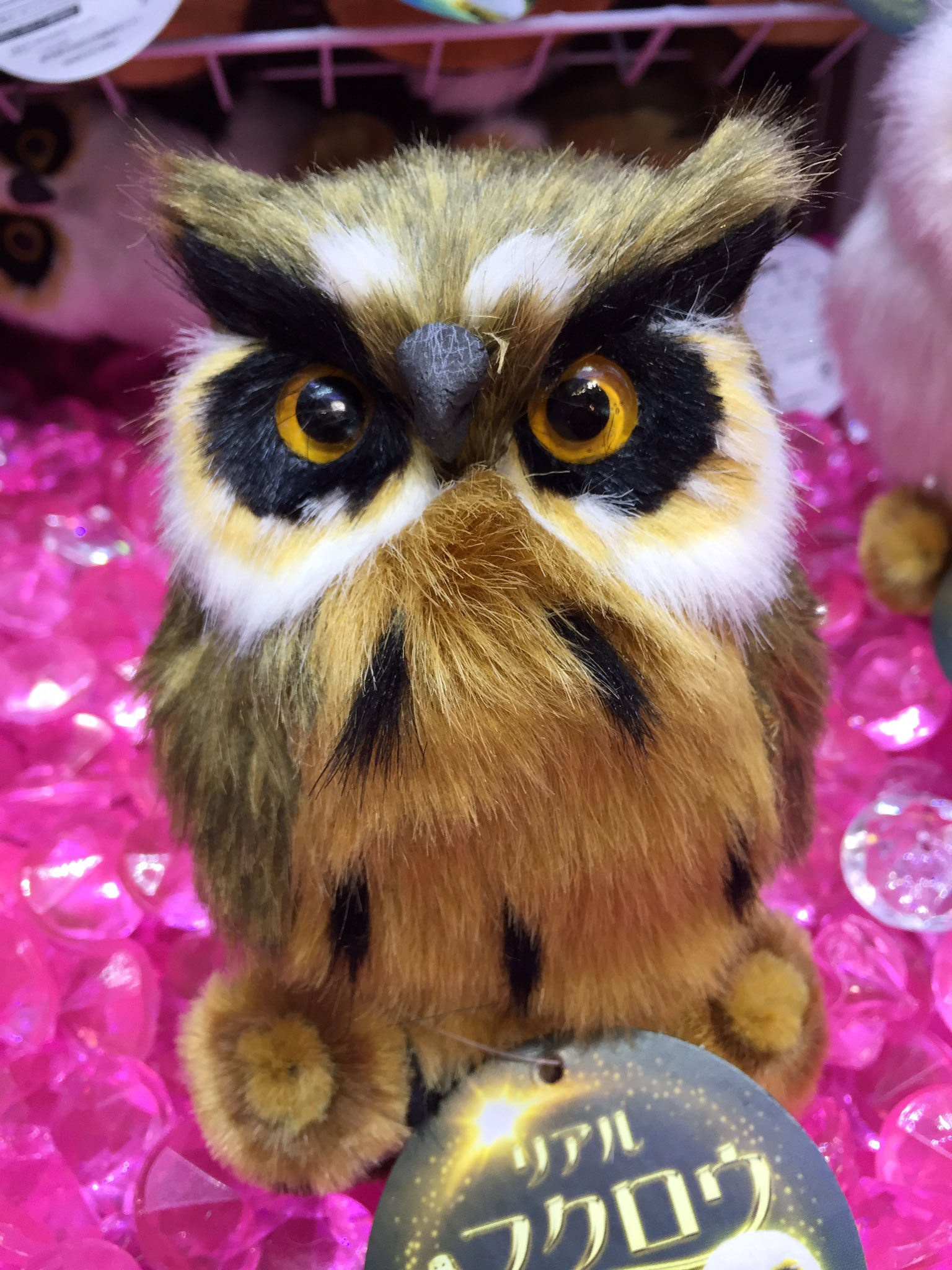 タイステ海老名ビナウォーク店 周年 プライズ 新景品 リアルフクロウマスコットが登場しました リアル でかわいいフクロウやミミズクたち全部で4種類ございます 是非お気に入りの子をゲットされてみてはいかがでしょうか フクロウ ミミズク