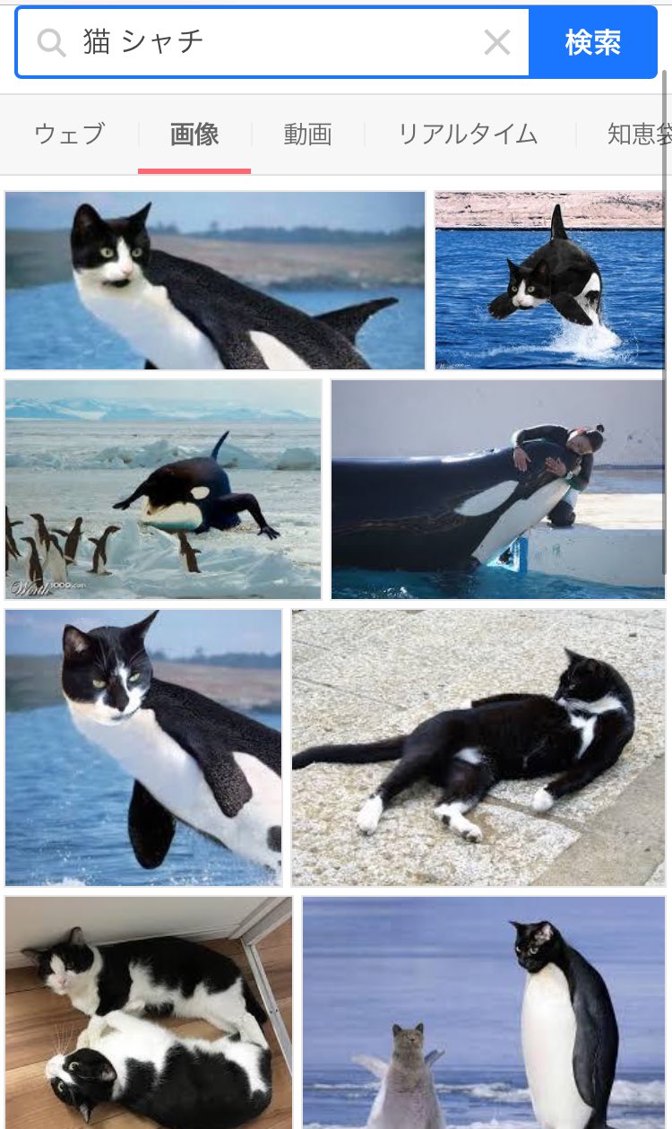 すみパン 15匹の猫 Oobokeooboke 夫もオルカはどう って言ってました シャチってかっこいいですよね Twitter