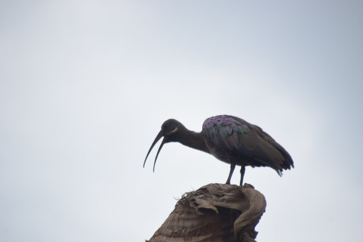 TuracoSafarisug's tweet photo. #Hadadaibis are #birds seen in #Kampala when #birdwatching. Their name comes from the loud notes uttered in #flight. #Kampalacitybirding https://t.co/qVN79l6RZC