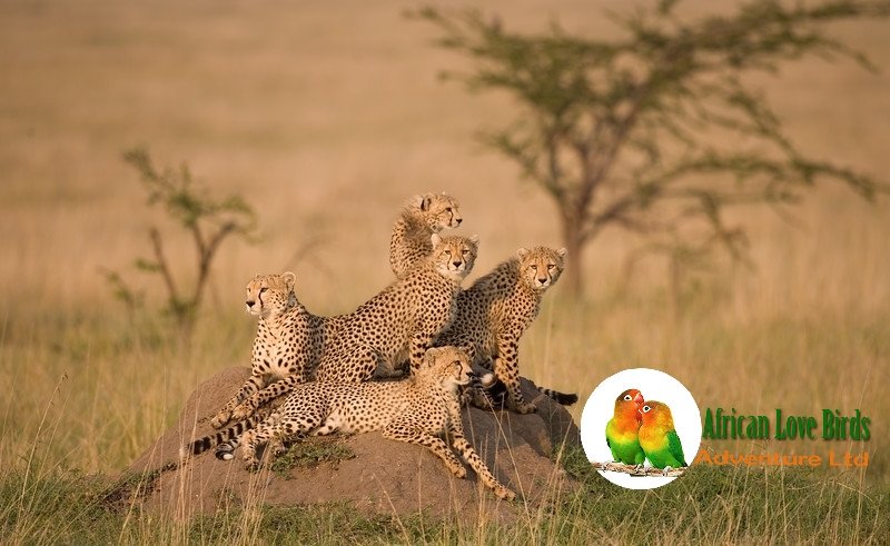 #Africa is #calling you #Tanzaniasafari #bigfiveanimals #campingsafari #lodgesafari #Unforgettable #trip with us africanlovebirdsadventure.com
___________________  
#serengetiNp #ngorongorocrater &amp; #TarangireNp