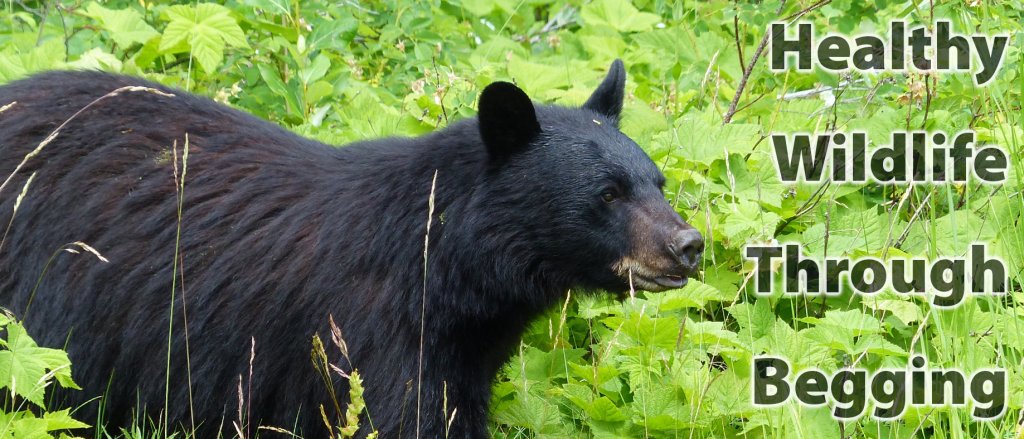 Healthy Wildlife Through Begging garydrobson.com/2018/11/21/hea…