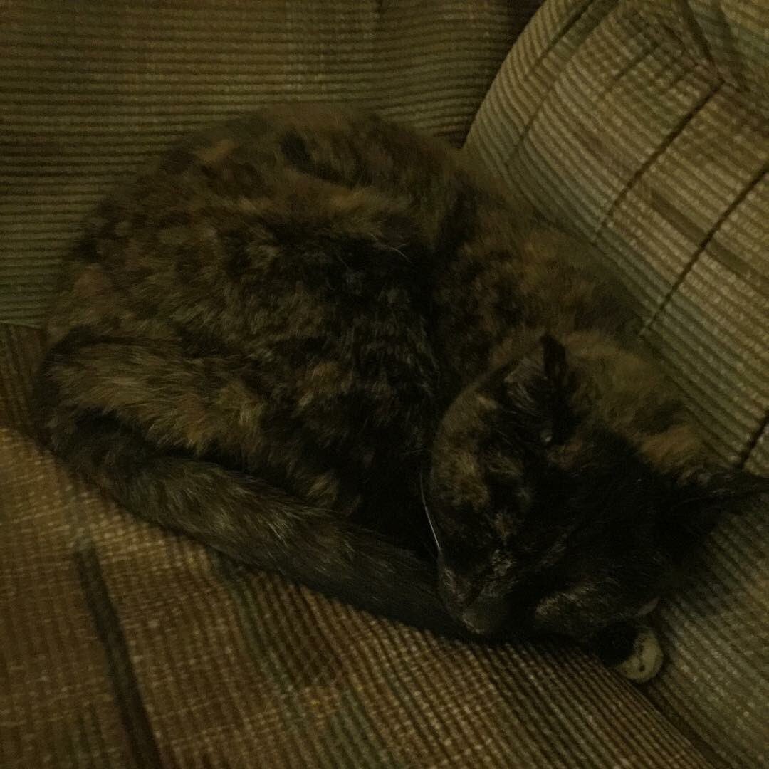 Doomsday3m's tweet photo. #Boots #LivingTheLife #StealthMode #Chameleon #BlendingInWithSurroundings #CatLife #CatChill #Catnap #CatCalm #MellowBoots https://t.co/Jucq9s0zYH