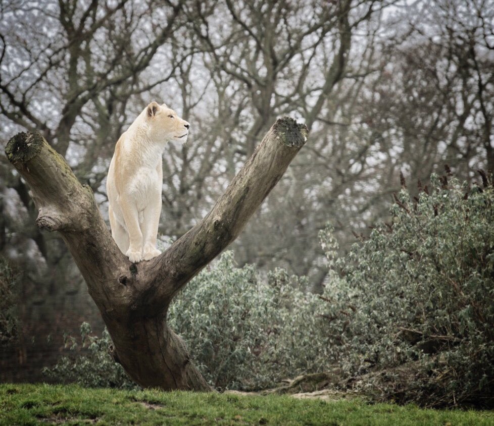 almazleaper's tweet photo. A fine example @TheBigCatSanct @BBCNews “Every child should climb a tree” says @nationaltrust https://t.co/2wz89QndOO https://t.co/BelytFrf61