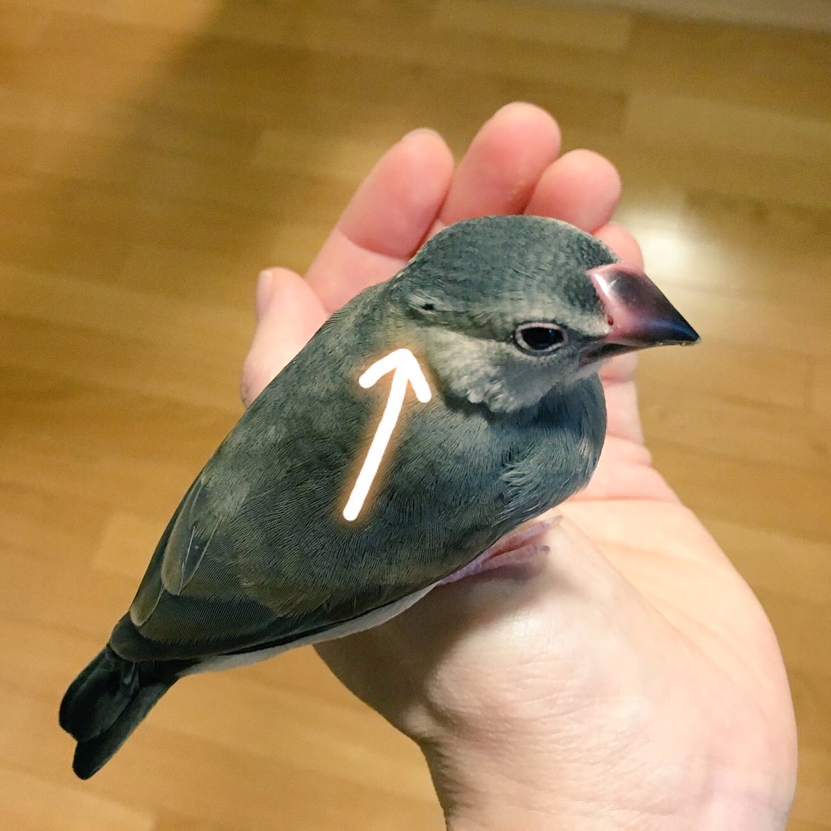ヤキ 八雲ちゃんの頭に一枚だけ黒い羽根があらわれた 飼い主の頭にも一本だけ白髪があらわれた Javasparrow 文鳥 文鳥雛 桜文鳥 ヤキ 八雲ちゃんの頭に一枚だけ黒い羽根があらわれた 飼い主の頭にも一本だけ白髪があらわれた Javasparrow 文鳥 文鳥雛 桜文鳥