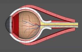 2019Eye's tweet photo. Find Interesting Updates On Ophthalmology@ https://t.co/tcteCR48OT
 Our eyeballs continue to grow in size from birth.
 #macula.#Retina #Glaucoma #Cataract #RefractiveErrors #OphthalmologyDisorders #EyeLens https://t.co/THCLFQMwwM