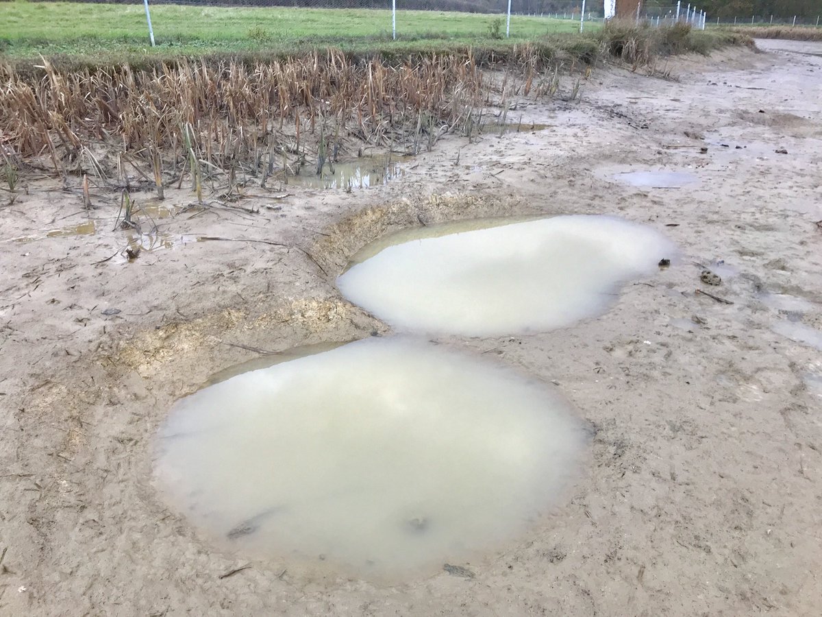 Mega carp holes in the bottom of an ongrowing pond @vsfisheries This pair were about 8 foot across and 2 foot deep. These are created by the feeding activity of the Carp and also their rubbing on the bottom to shift irritating parasites #happyfishfarmer