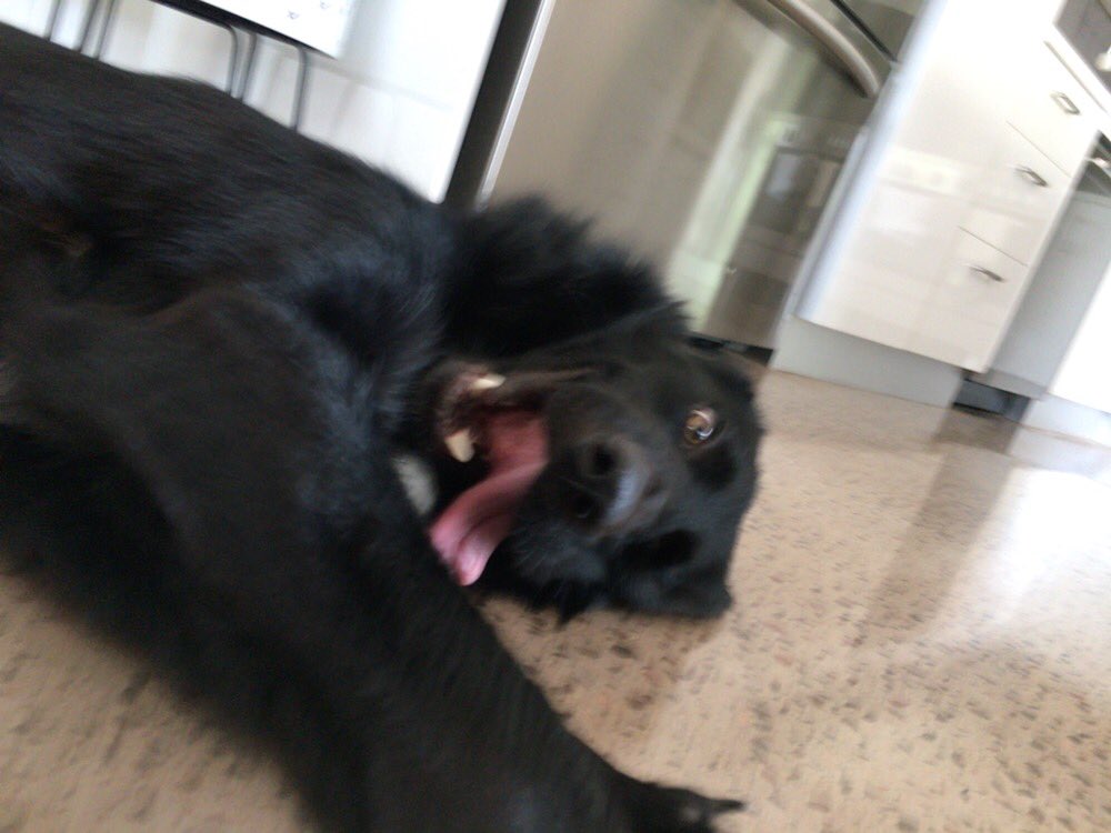 #doglovers