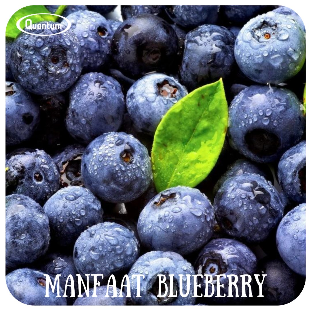 Quantum_INA's tweet photo. Blueberry selain menjadi bahan rasa minuman yang menyegarkan, blueberry memiliki segudang manfaat yang baik untuk tubuh kita, yaitu seperti: 
1. Meningkatkan daya tahan tubuh 
2. Menyehatkan tulang 
3. Mempertajam... https://t.co/KGS4Z3OLFr https://t.co/78XsoLyWO0