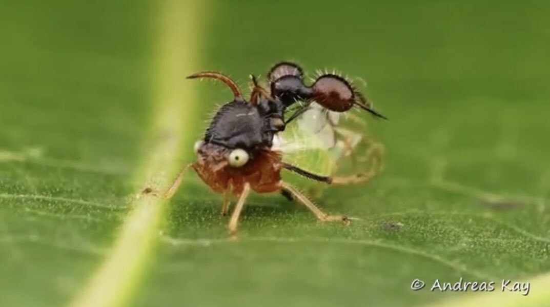 m3ngineer's tweet image. Does anyone know where I can pick up a headpiece like this #WTFevolution #fashionforward #treehopper youtu.be/zgfsDhQeQbc