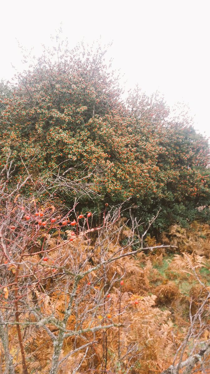 colegio_rcajal's tweet image. Nuestros alumnos de #2ESO disfrutando del bosque más navideño de todos. Caminando por el Acebedo de Robregordo. 🌲🍂🍁💫 #excursionesmolonas