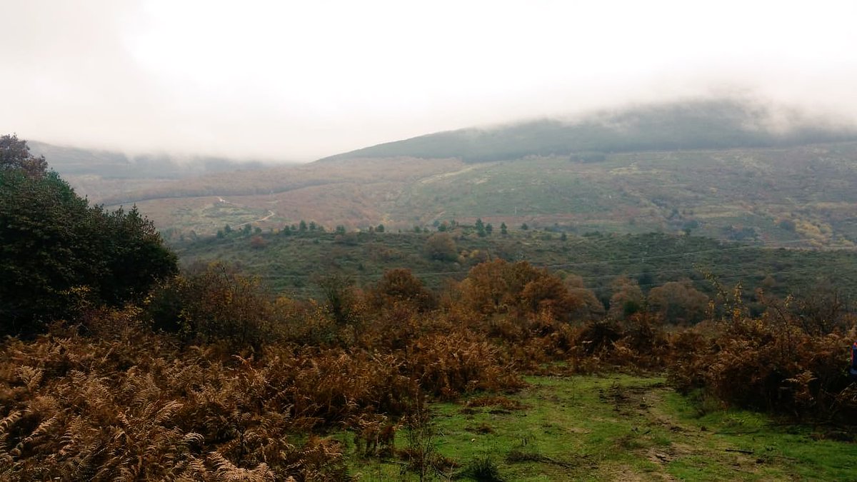 colegio_rcajal's tweet image. Nuestros alumnos de #2ESO disfrutando del bosque más navideño de todos. Caminando por el Acebedo de Robregordo. 🌲🍂🍁💫 #excursionesmolonas