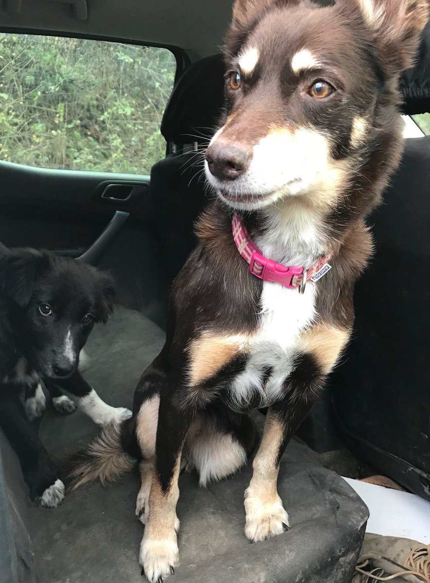 Patsy the new sheepdog puppy is enjoying her training.