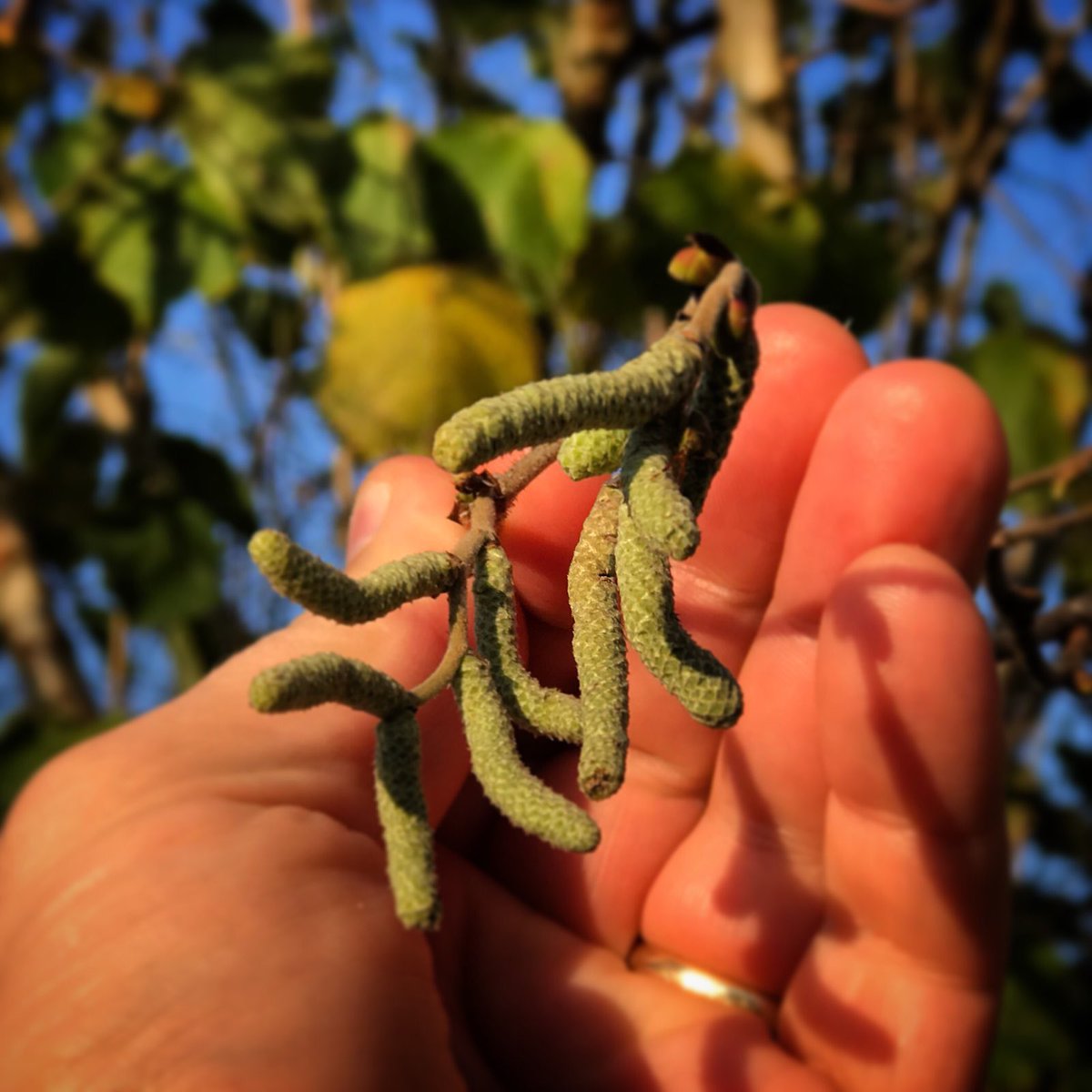 As Jack Frost is nipping at our noses Mother Nature never stands still.  These catkins of the hazel are in their very early stage.  They will develop into the pollen laden ones of Springtime.
#Blighty #bushcraft #somerset #outdoors #wildlife #nature #blightybushcraft