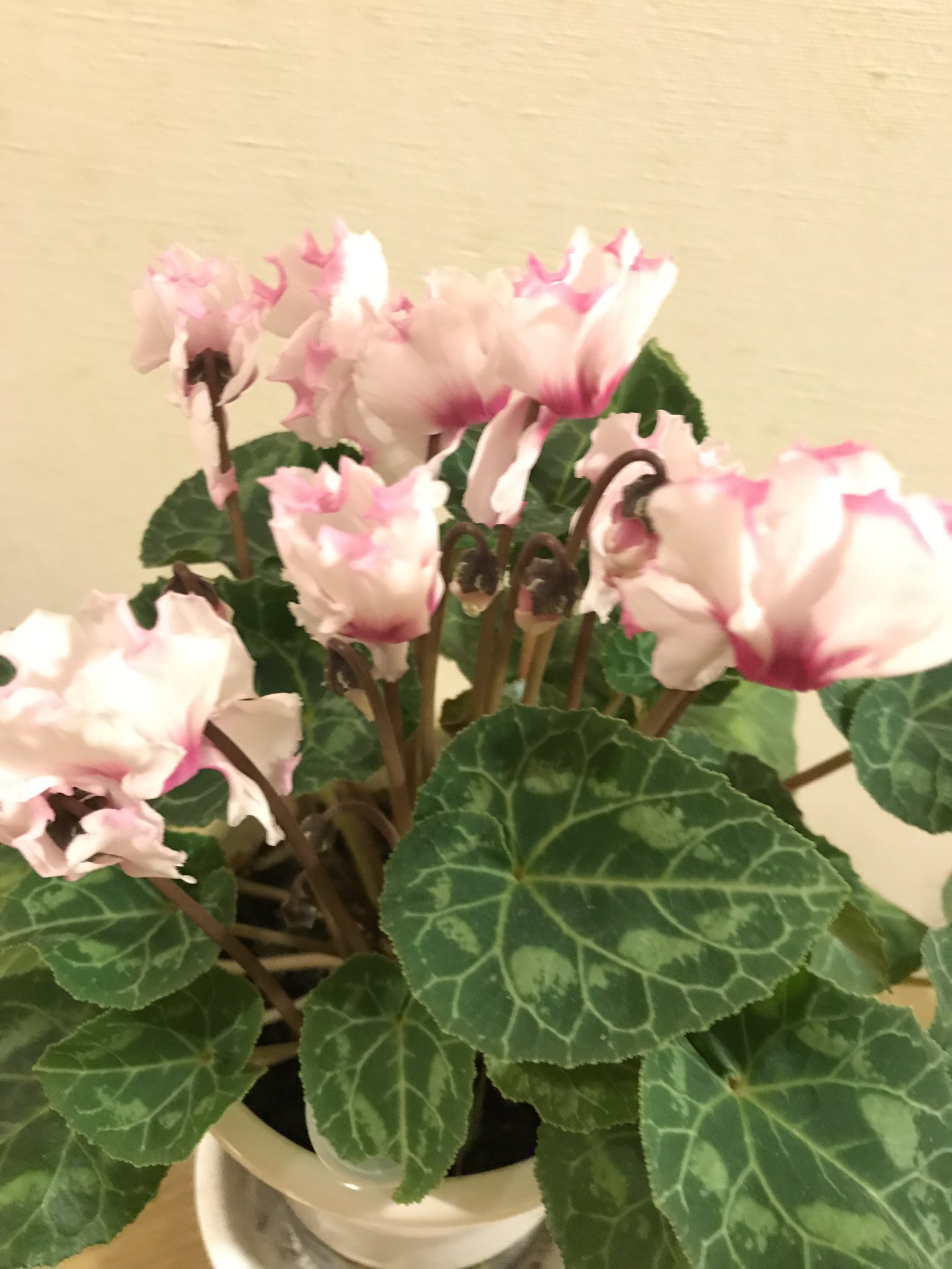 花言葉は思いやり Twitter Search Twitter
