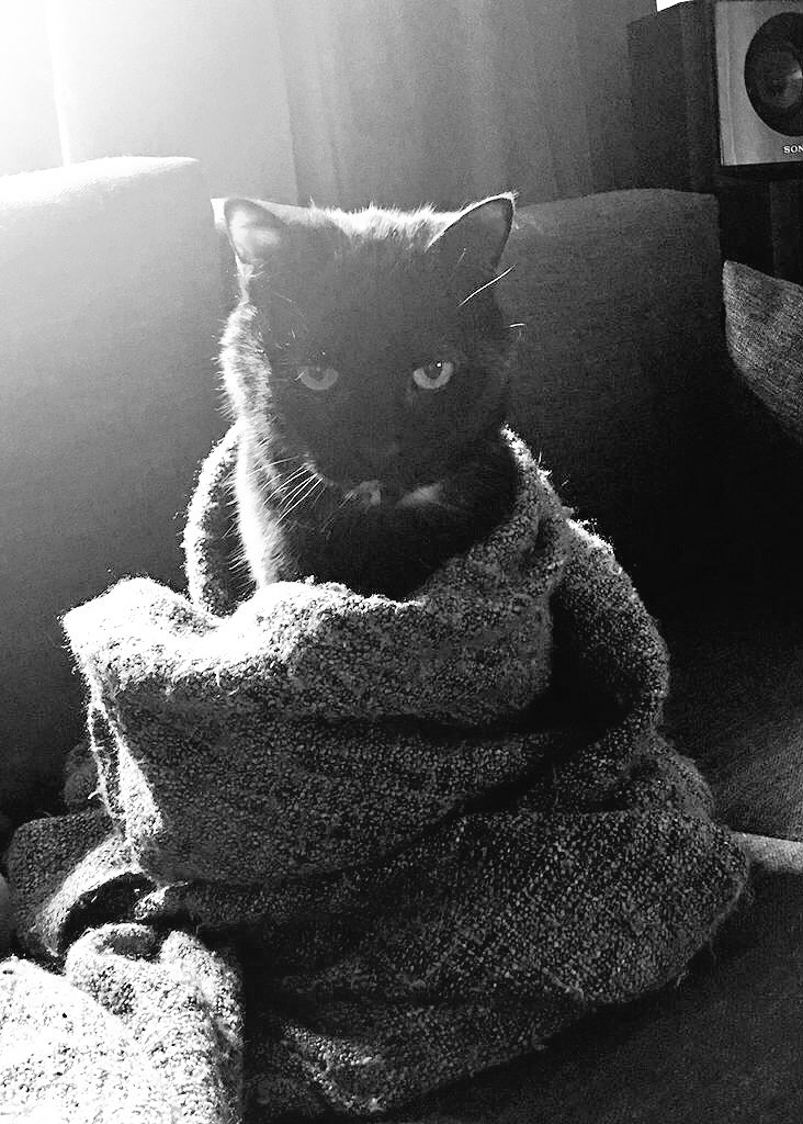 GoldfingerCat's tweet photo. I may very well be cute, but they ded.#CatsOfTwitter #humanbacon https://t.co/ae1vVlApEc