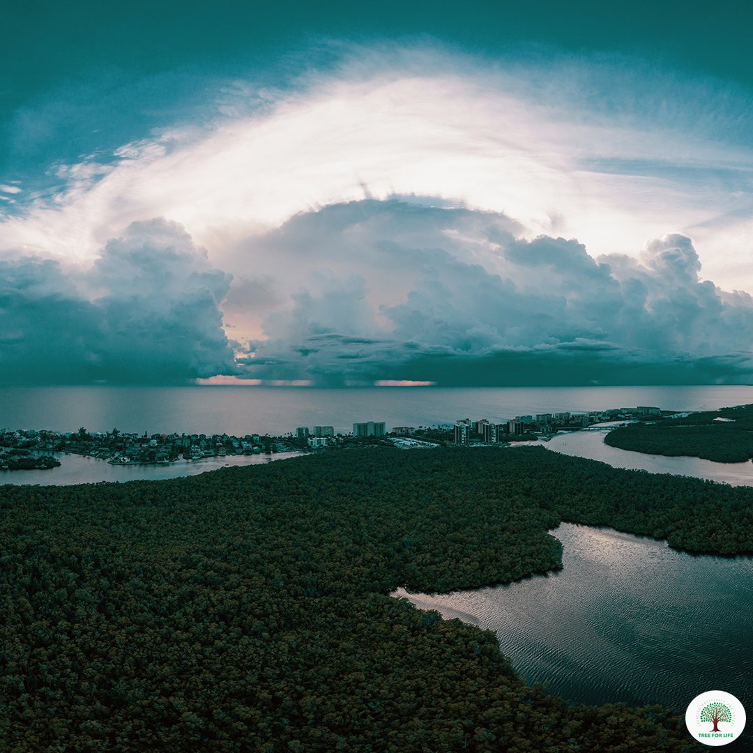 The Amazon River is by far the world's largest river by volume. It has over 1,100 tributaries, 17 of which are longer than 1000 miles.
bit.ly/2OINmrh

#AmazonRiver #LargestRiver #Forest #TreeForLife