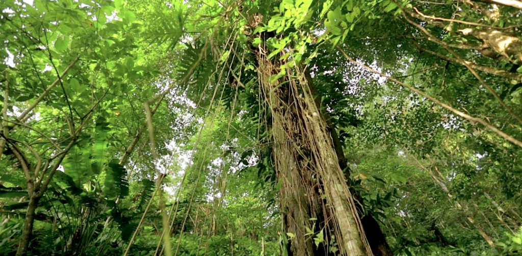 Poseidon_Eco's tweet image. Heard about our Wooden Token? Poseidon team members pass them out everywhere we go, and every time we do, we save tree! It's a simple way to show how easy #climateaction can be on our 'reduce' platform. Now let's go #SaveThePlanet!