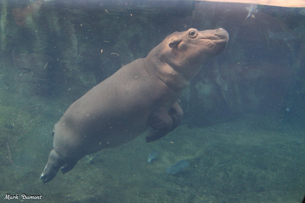 CincinnatiZoo's tweet image. Hey @Macys! We think Fiona would make a perfect #MacysParade balloon! Retweet if you agree! #TeamFiona #Thanksgiving