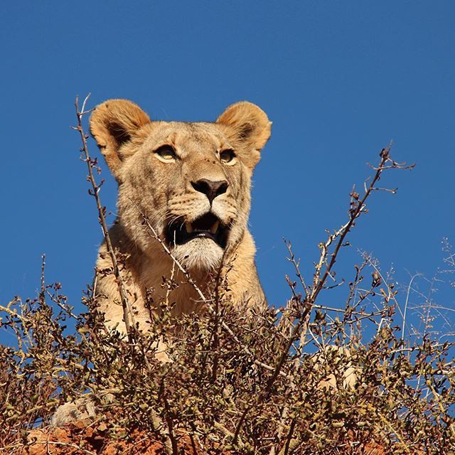 OT_Jacqui's tweet photo. #safarisuccess with this beauty keeping a lookout for us 🇿🇦 .
.
.
@shamwariprivategamereserve  #easterncape #shamwarigamereserve #southafricasafari #safari #wildlifewednesday #lion #lioness #safariinstyle #travelgram #luxurytravel #luxurytraveller #travel #instapic #picofthe… https://t.co/J1a8h4RFD1