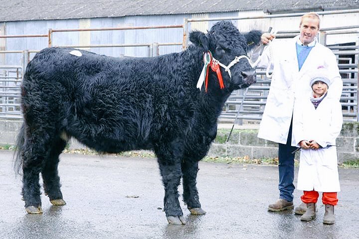 Welsh Black Cattle Society 57th Annual Autumn Show and Sale . Highest priced animal of the Sale and Female Champion "Hafod Esgob Agnes 74th " born 13/5/2016 from Gwenfair Jones &amp; Sons Hafod-yr-Esgob Isaf, Bala,  sold for 3200Gns to LL Roberts Waterloo Service Station, Abergele.