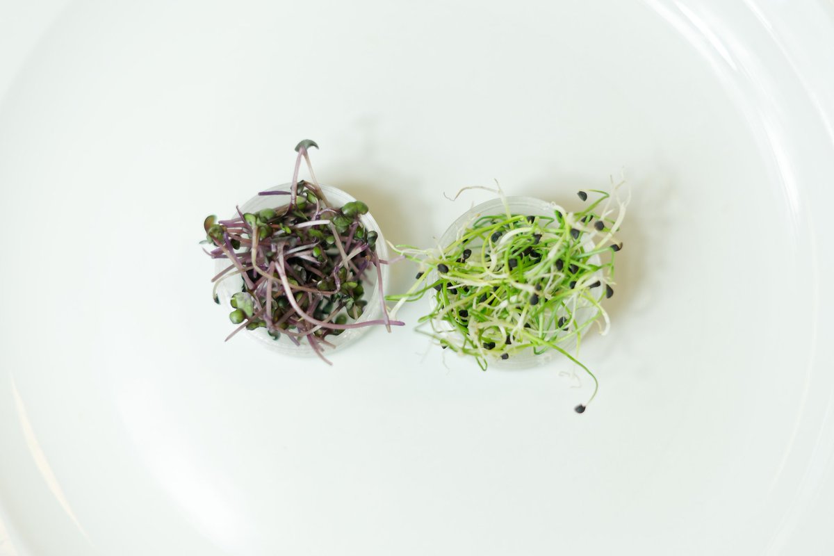 Vegzfr's tweet photo. Il n'y a pas de circuit plus court que de produire soi-même 🌿🌱
#food #foodtech #potager #potagerurbain #restaurant #restaurantparis #chef #chefparis #gastronomie #gastronomy #vegetal #plante #microgreens #cook #cuisine #gastro #instafood #instaphoto https://t.co/0xwStbWZUk