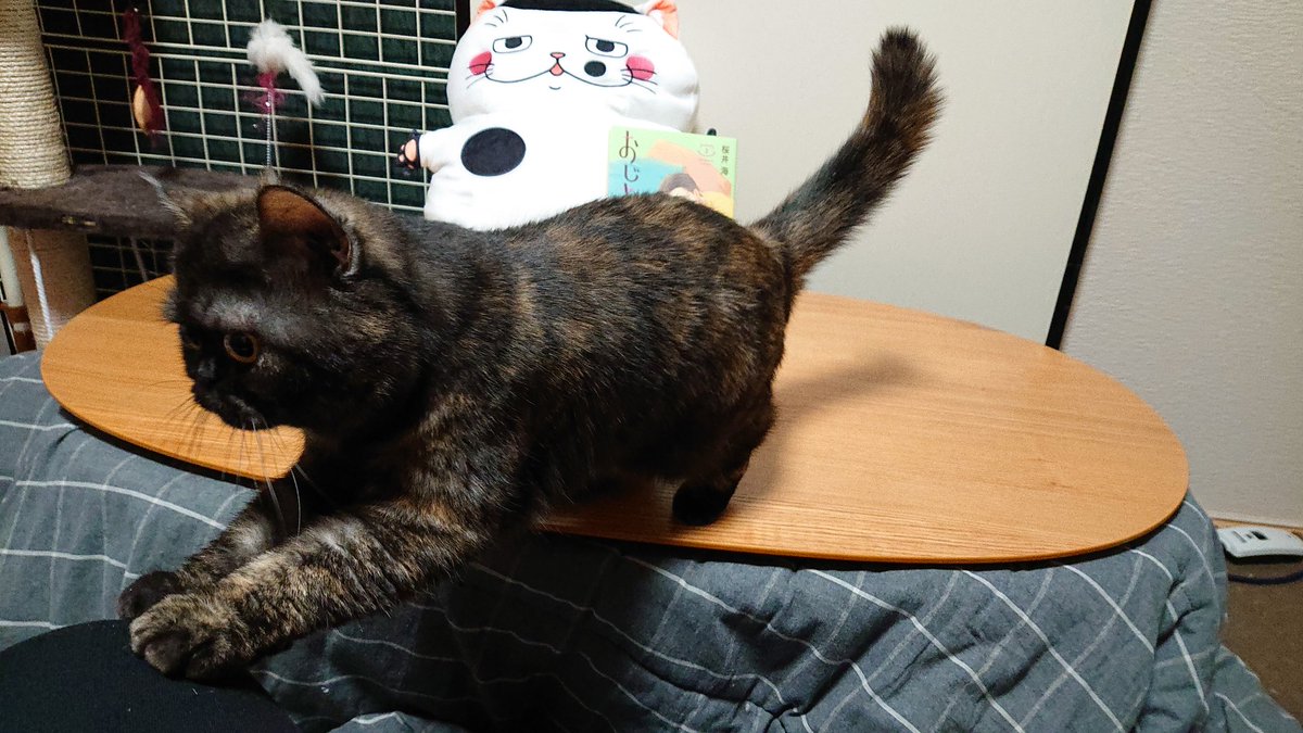 ハチマル なんとか王朝のファラオ 明日に到着と思っていた おじさまと猫2巻 特装版 が今届いたー 二人仲良し ふくまる組 ふくまる大隊長殿 エキゾチックショートヘア おじさまと猫 おじさまと猫2巻 ふくまるぬいぐるみ おじさまと猫特装版