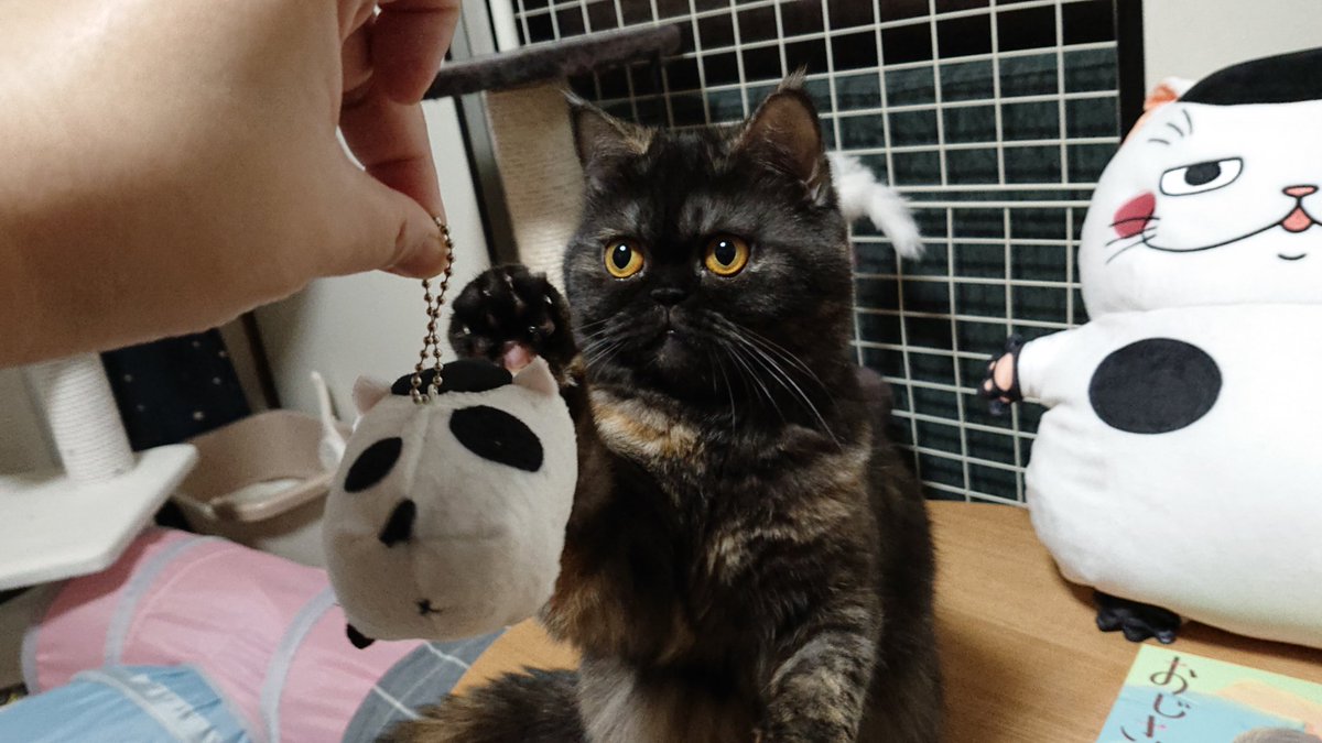ハチマル なんとか王朝のファラオ 明日に到着と思っていた おじさまと猫2巻 特装版 が今届いたー 二人仲良し ふくまる組 ふくまる大隊長殿 エキゾチックショートヘア おじさまと猫 おじさまと猫2巻 ふくまるぬいぐるみ おじさまと猫特装版