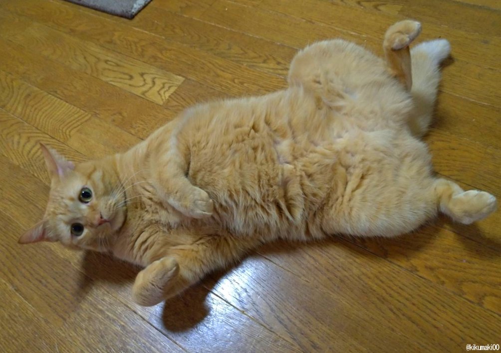 太っ…　#タレ目猫そむ　#タレ目猫そむが可愛すぎるんじゃ 