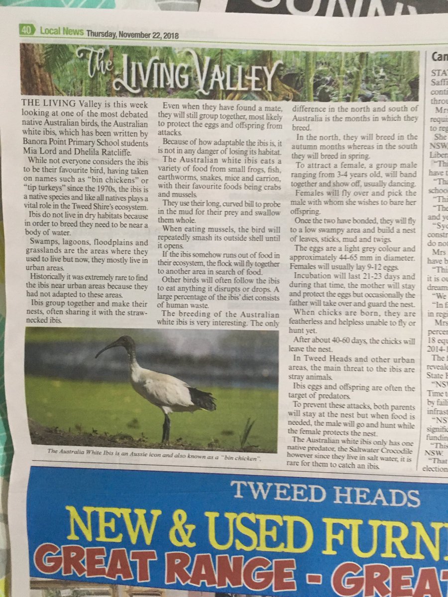 So proud of my students today as some of their high quality written work is published in the Tweed Valley Weekly. #BPPS_PL #tweedvalleyweekly #ibis
