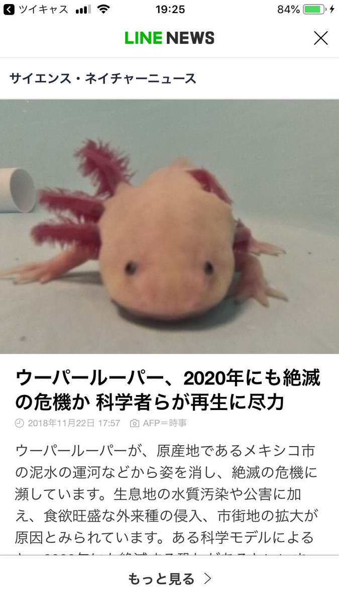 ウーパールーパーに金魚をあげる