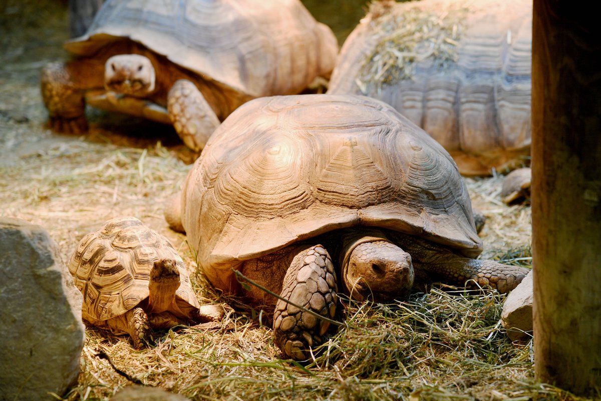 merristevents's tweet image. You just can&apos;t beat seeing these guys up close and personal! 🐢🐢🐢 merristwoodevents.co.uk/animal-encount…  #animallearning
