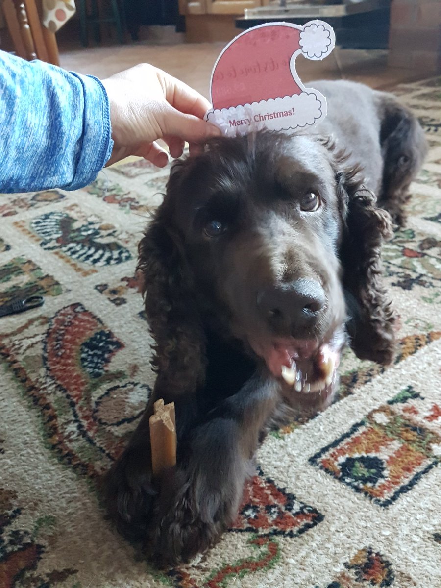 ErinBryfdir's tweet photo. #VIPSanta @PetsatHome #nadoligllawen #MerryChristmas https://t.co/uy8i6aNq3n