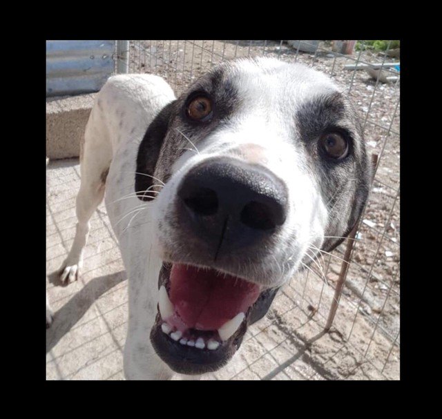 Sweet, gentle Sky was so scared at first-we hate to imagine what she’d experienced. She’s confident now, loves dogs &amp; people and now just wants to be loved in a home. Can you help?💕 

#AdoptDontShop #ADOPT in #uk #UK #Germany #Holland #rescuedog #dogsarelove #AdoptMe