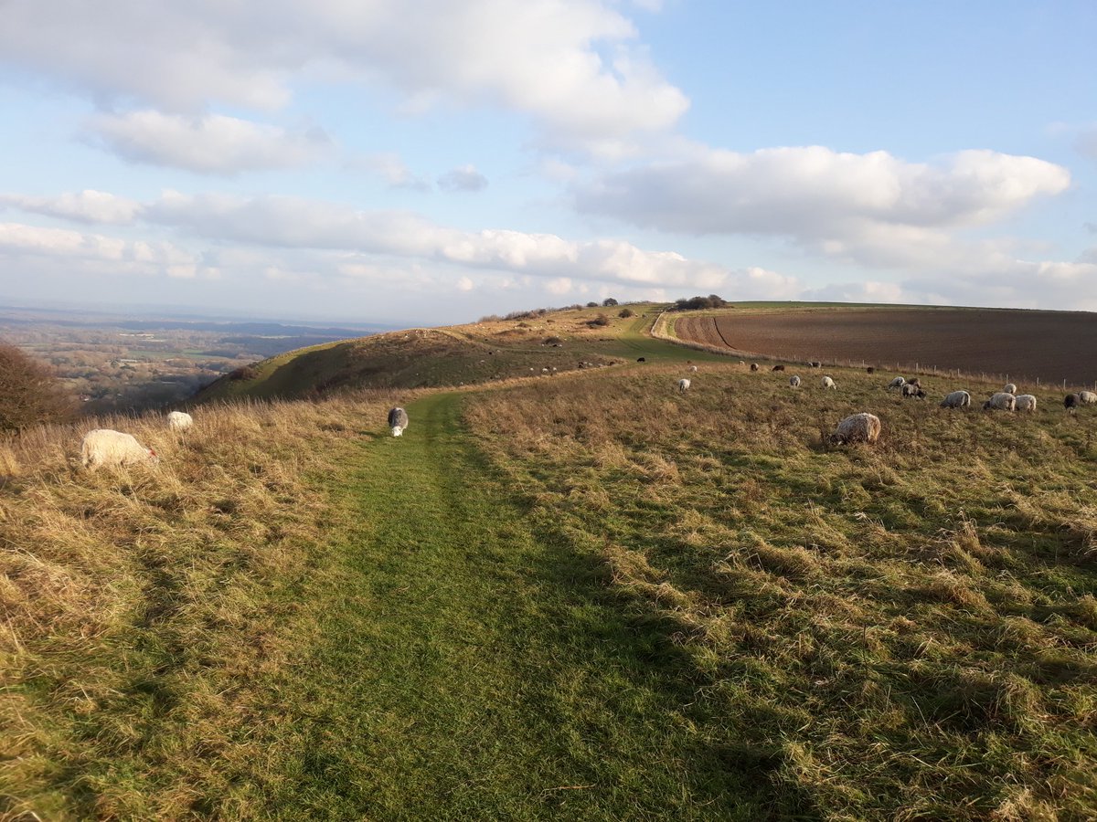 Grazing going well on Ditchling Beacon nature reserve. <a href="/SussexGrazing/">Sussex WildlifeTrust</a>