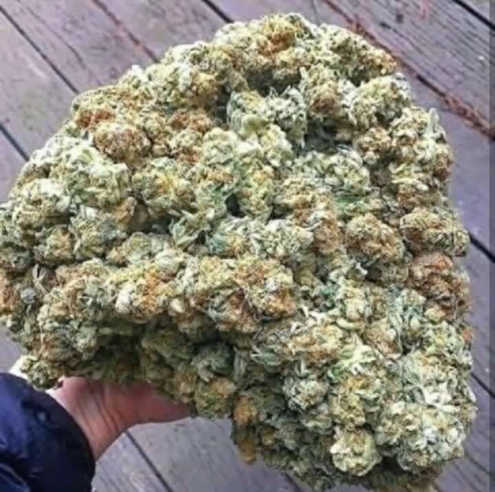 AnthonyRodman7's tweet photo. Who's down for some good shit today . https://t.co/54jsfe5NOd